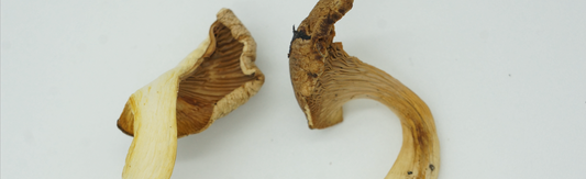 Schmuck als tragbare Skulptur