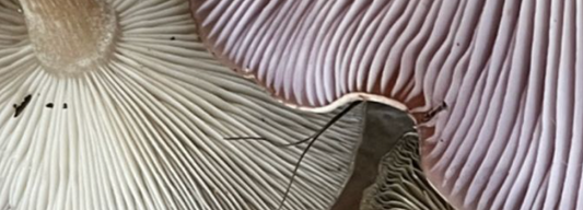 Naturinspirierter Schmuck aus organischen Formen
